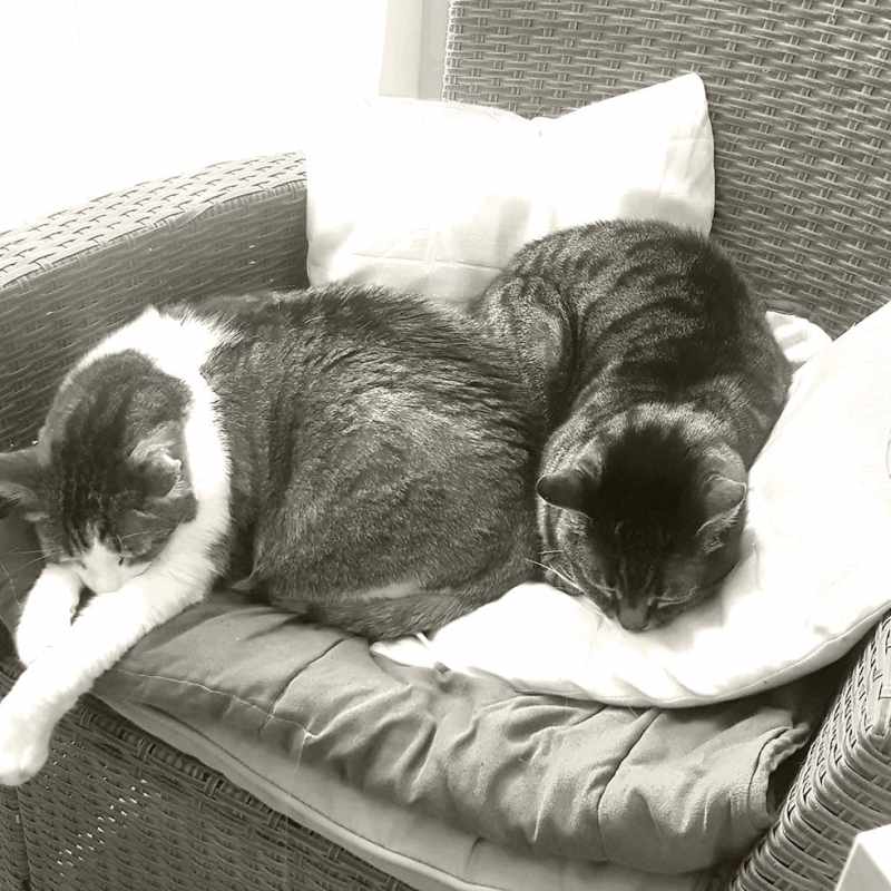 😸 Bonne journée internationale du chat !&nbsp;😸